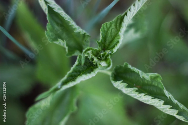 Fototapeta  Nettle