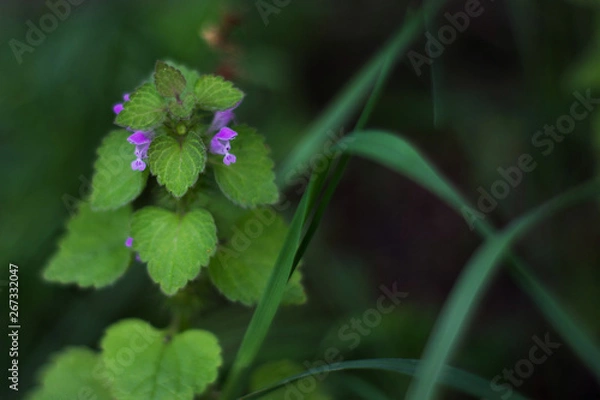 Obraz  Forest flower