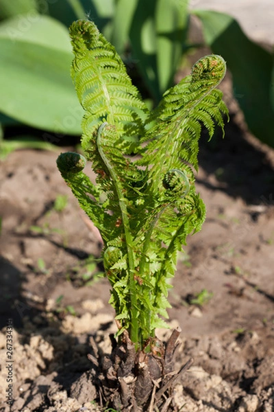 Fototapeta Polypodióphyta. A small sprout of a fern in the ground in the street, spring, may