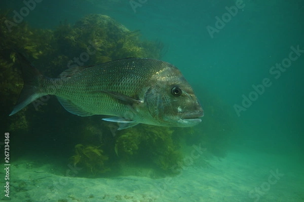 Fototapeta Side of large Australasian snapper Pagrus auratus with kelp covered rocky reef in background.