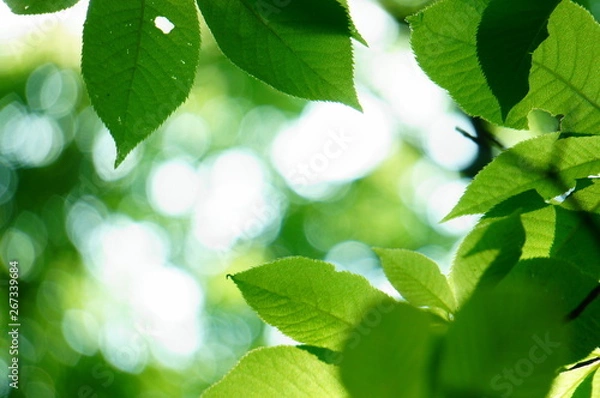 Obraz 若葉　新緑　アップ　ぼけ　ボケ　広葉樹