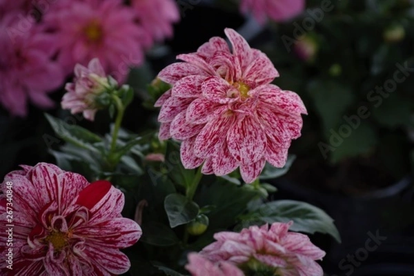 Fototapeta garden flower