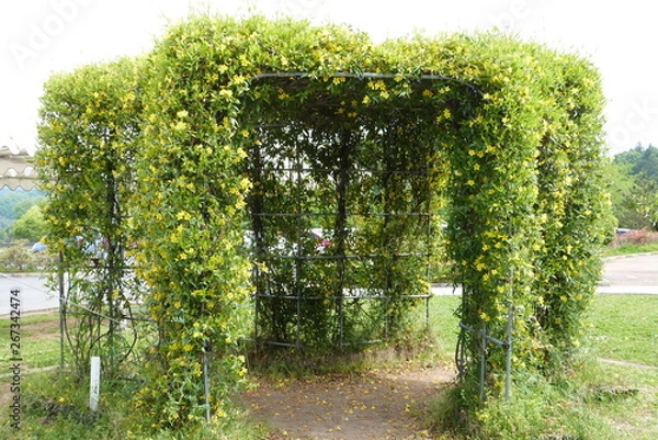 Obraz 木のアーチ