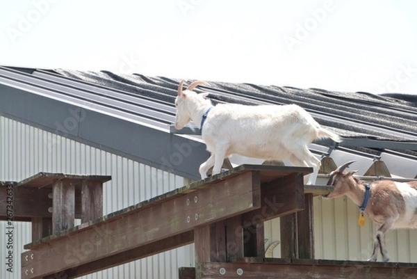 Obraz 高所を歩くヤギ