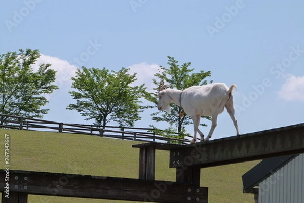 Obraz 高所を歩くヤギ