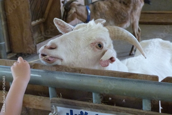 Obraz 餌をほおばるヤギ