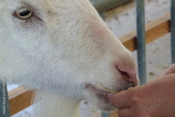 Obraz 餌をほおばるヤギ