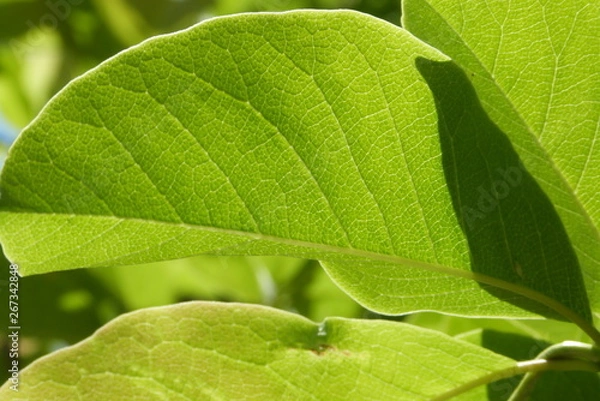Fototapeta 葉脈