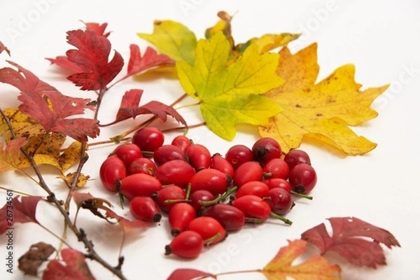 Obraz Hagebuttenherz