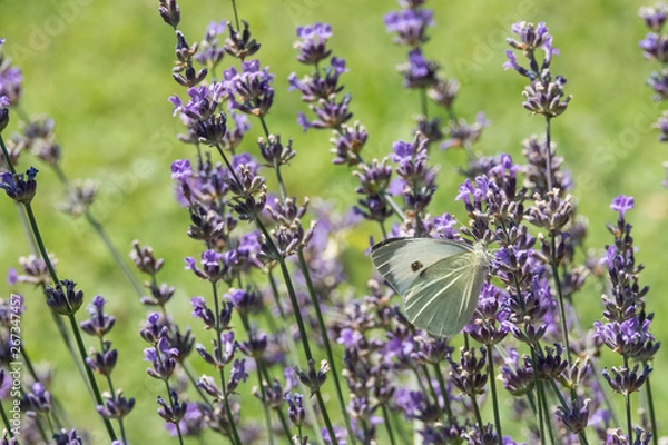 Obraz Schmetterling auf Lavendel