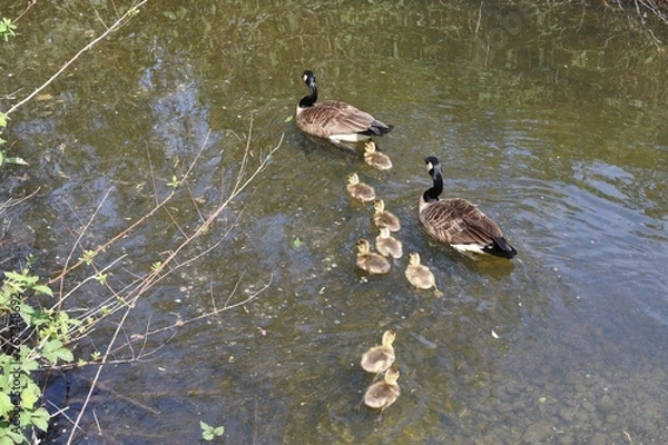 Obraz Canada goose with gosling