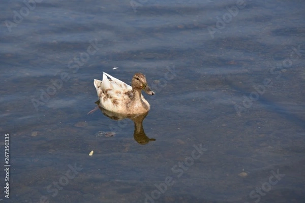 Obraz duck with rare color