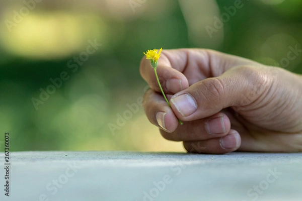 Fototapeta  HAND HOLDING A FLOWER