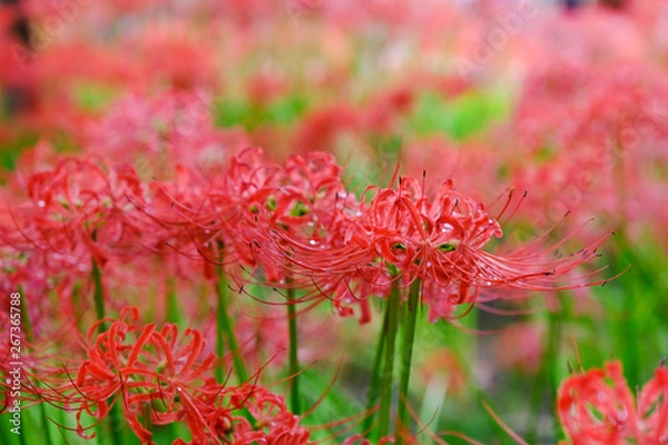 Fototapeta 埼玉 巾着田の彼岸花(ヒガンバナ)