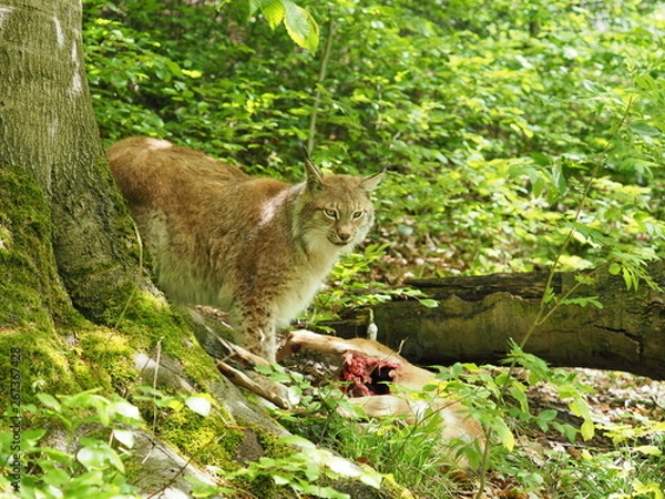 Obraz Luchs mit erbeutetem Reh