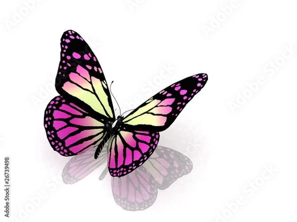 Obraz Butterfly  on white background