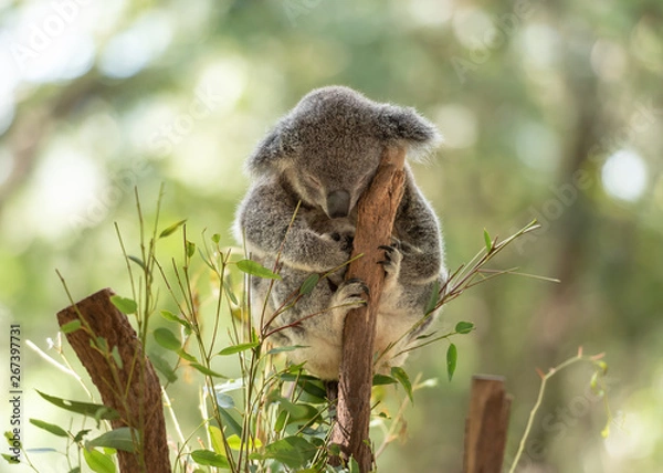 Fototapeta Peacefully sleeping koala on a tree trunk with eucalyptus leaves around