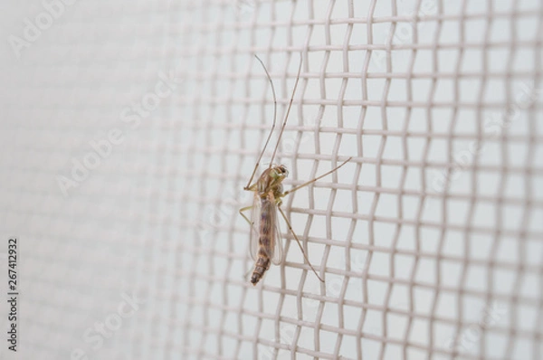 Obraz 網戸にとまるユスリカ