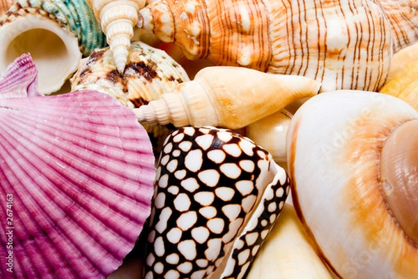 Fototapeta sea sheels