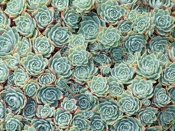 Obraz Garden Cluster