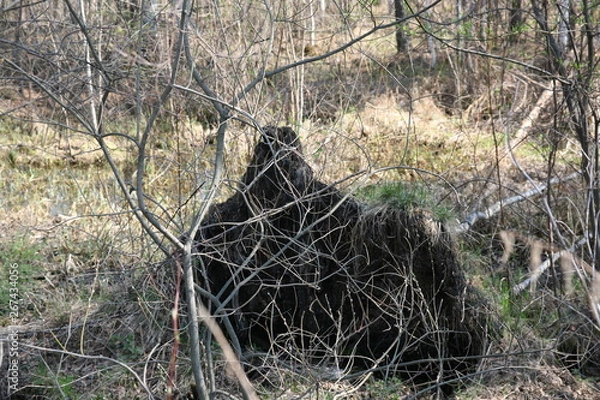 Obraz stump in forest
