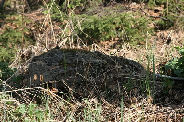 Obraz grass in forest