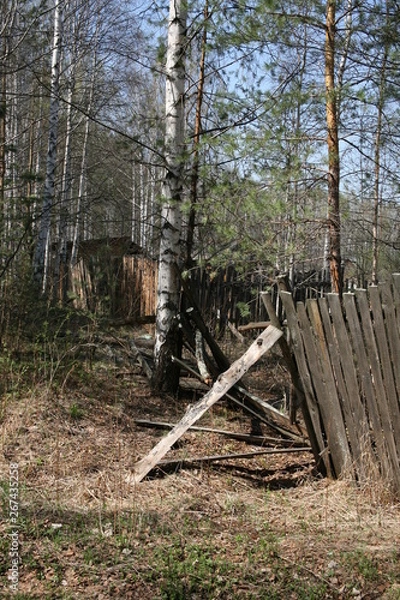 Obraz trees in forest