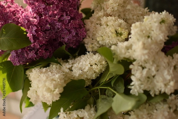 Fototapeta природа