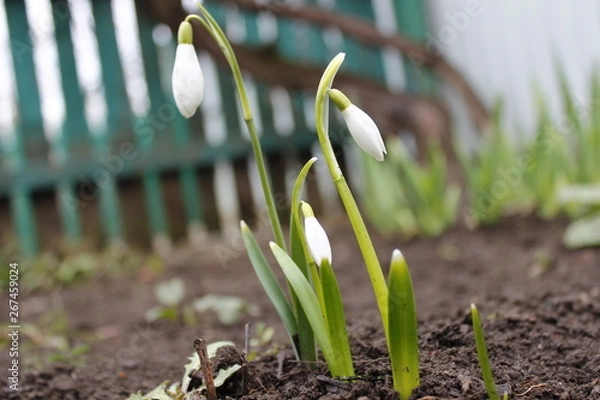 Obraz snowdrops