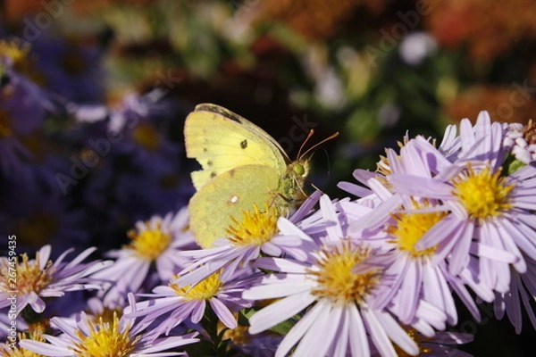 Obraz Butterfly,  flowers