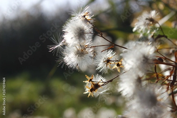 Obraz Nature, flowers, sun