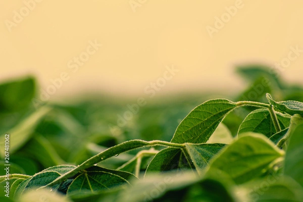 Obraz Close up of soybean leaves with blurry background and foreground.  Golden hour color shining on leaves.