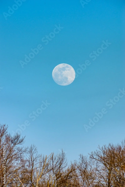 Obraz Super moon rising up above the trees in the winter.