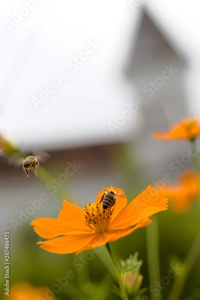 Obraz Abelha, flor e torre