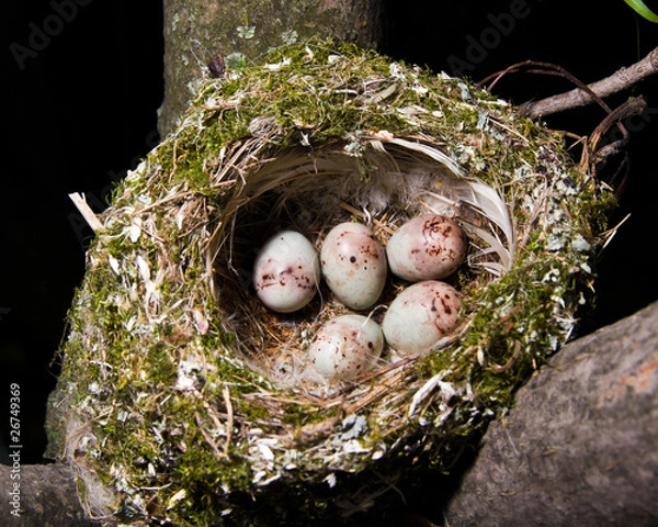 Obraz Nest. Fringilla coelebs, Chaffinch