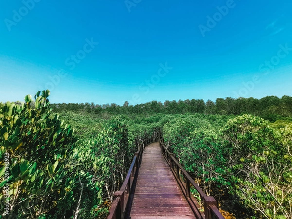 Obraz the nature trail of mangrove forest with good weather Pranburi in Prachuap Khiri Khan province at Thailand