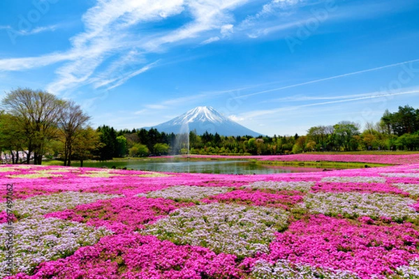 Obraz 富士芝桜まつり