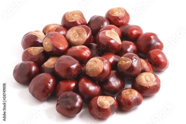 Obraz Kasztanowy kasztan