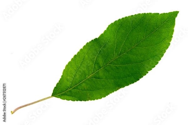 Fototapeta one green leaf of an apple tree isolated on a white background, the top side of the leaf