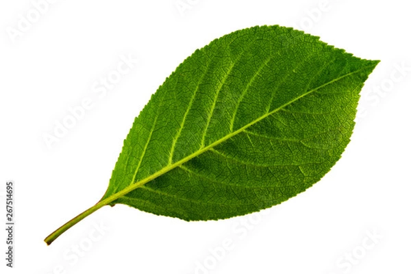 Fototapeta single green leaf of cherry isolated on white background, bottom side of leaf