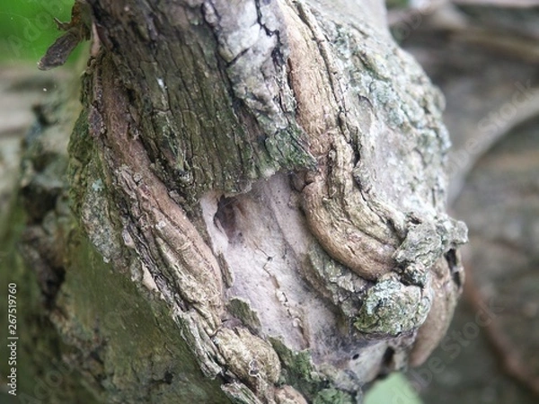 Obraz Forêt et sous bois