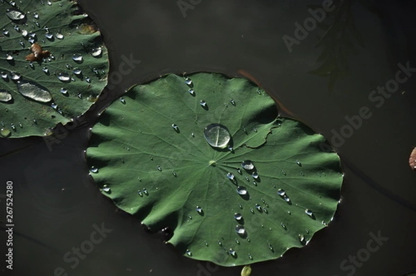 Fototapeta Drops of water on lotus leaf