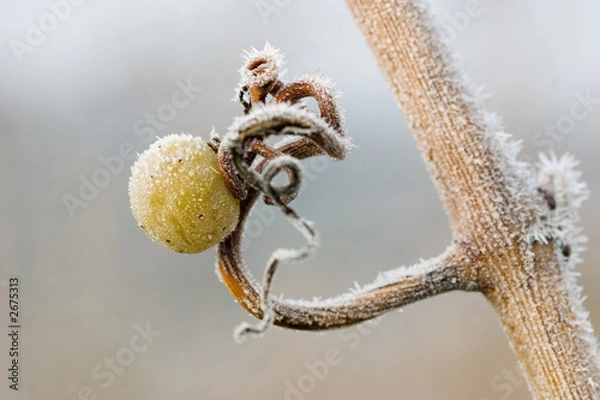 Fototapeta single grape with ice crystals