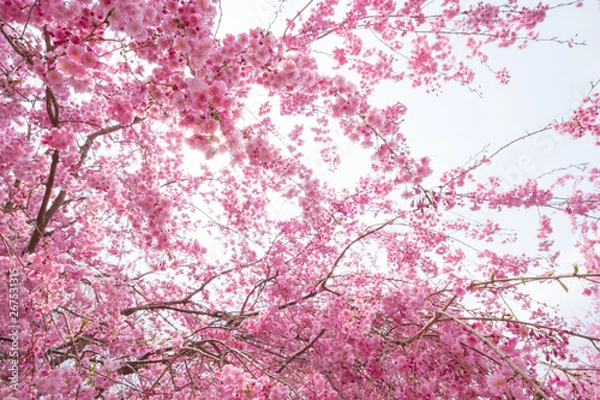 Fototapeta しだれ桜　春　花　高見の郷　奈良県　2019年4月