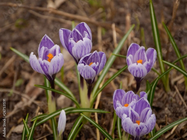 Fototapeta Spring Flowers