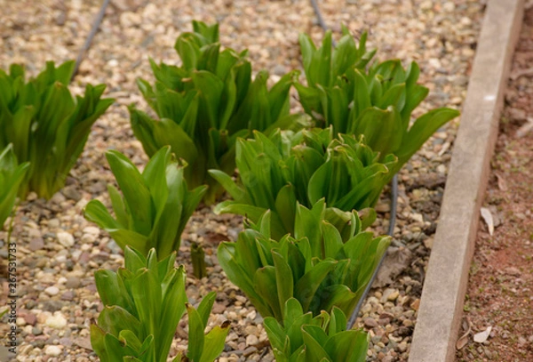 Obraz Spring Flowers