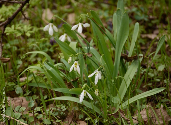 Obraz Spring Flowers