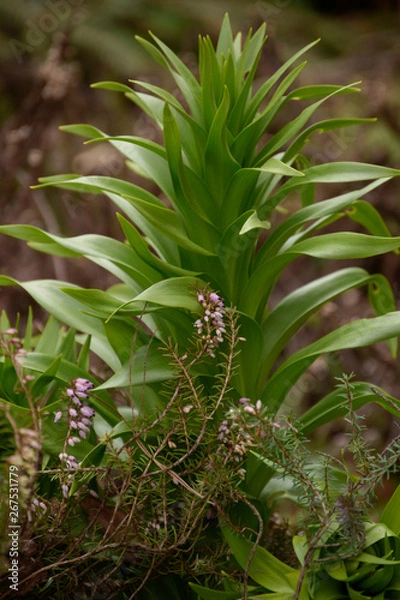 Obraz Spring Flowers