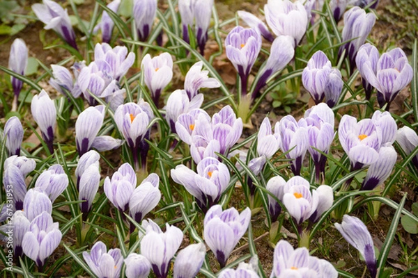 Obraz Spring Flowers