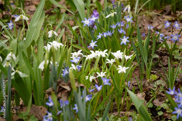 Obraz Spring Flowers